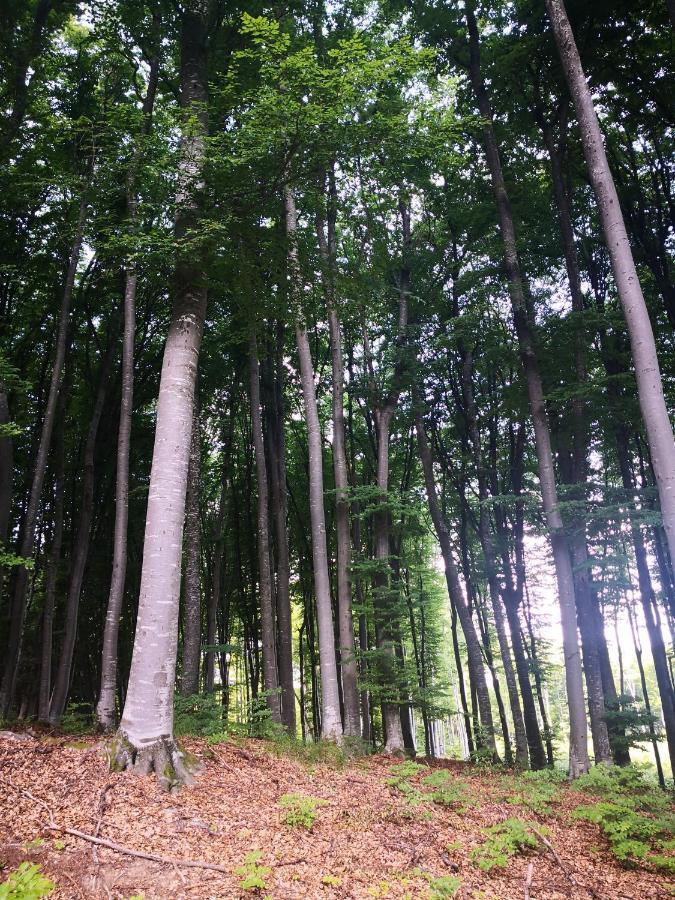 Patakvölgye Vendégház Izvoare  Esterno foto